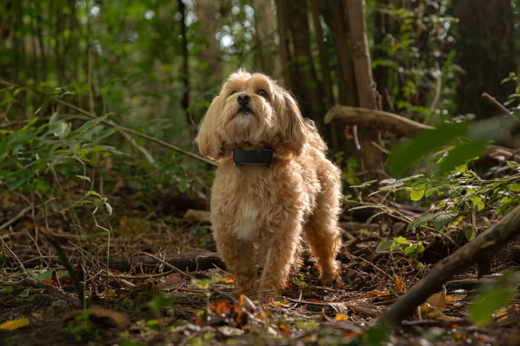 Tractive DOG 6 GPS Tracker 2.8x1.1x0.7in Black