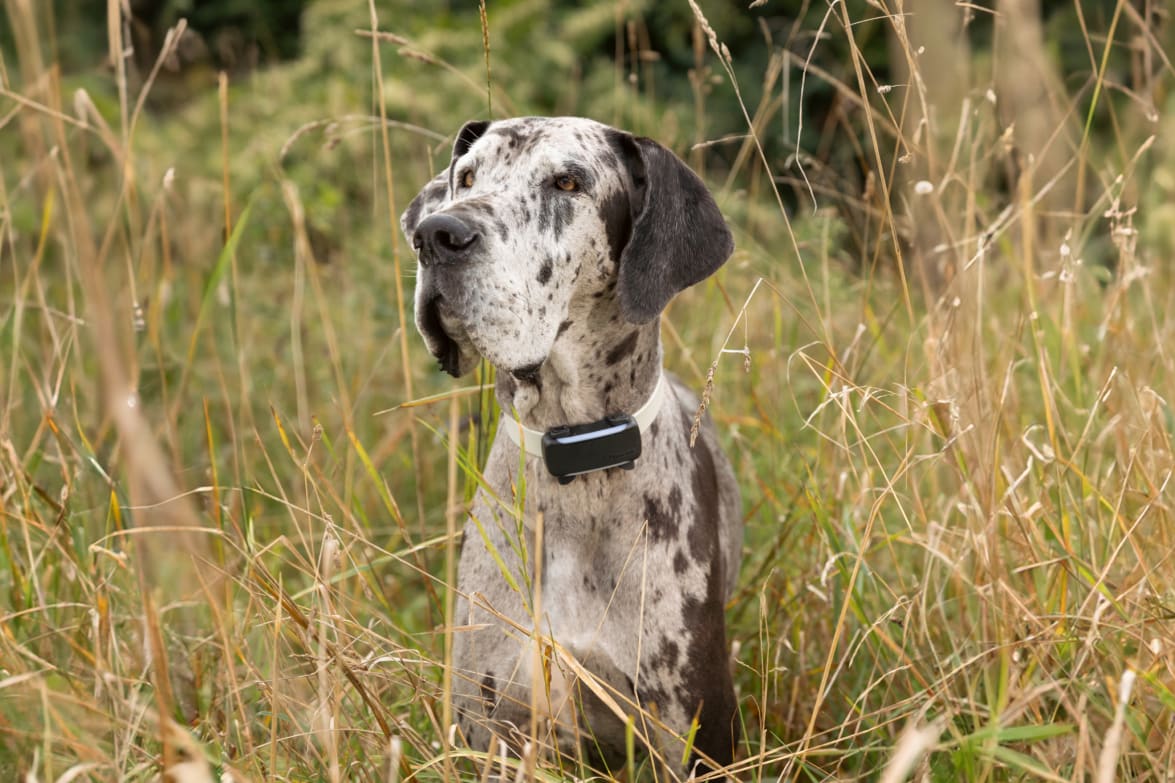 Tractive DOG 6 GPS Tracker 2.8x1.1x0.7in Black