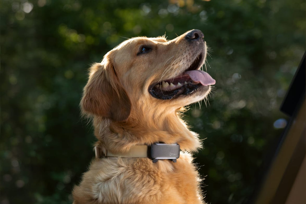 Tractive DOG 6 GPS Tracker 2.8x1.1x0.7in Black