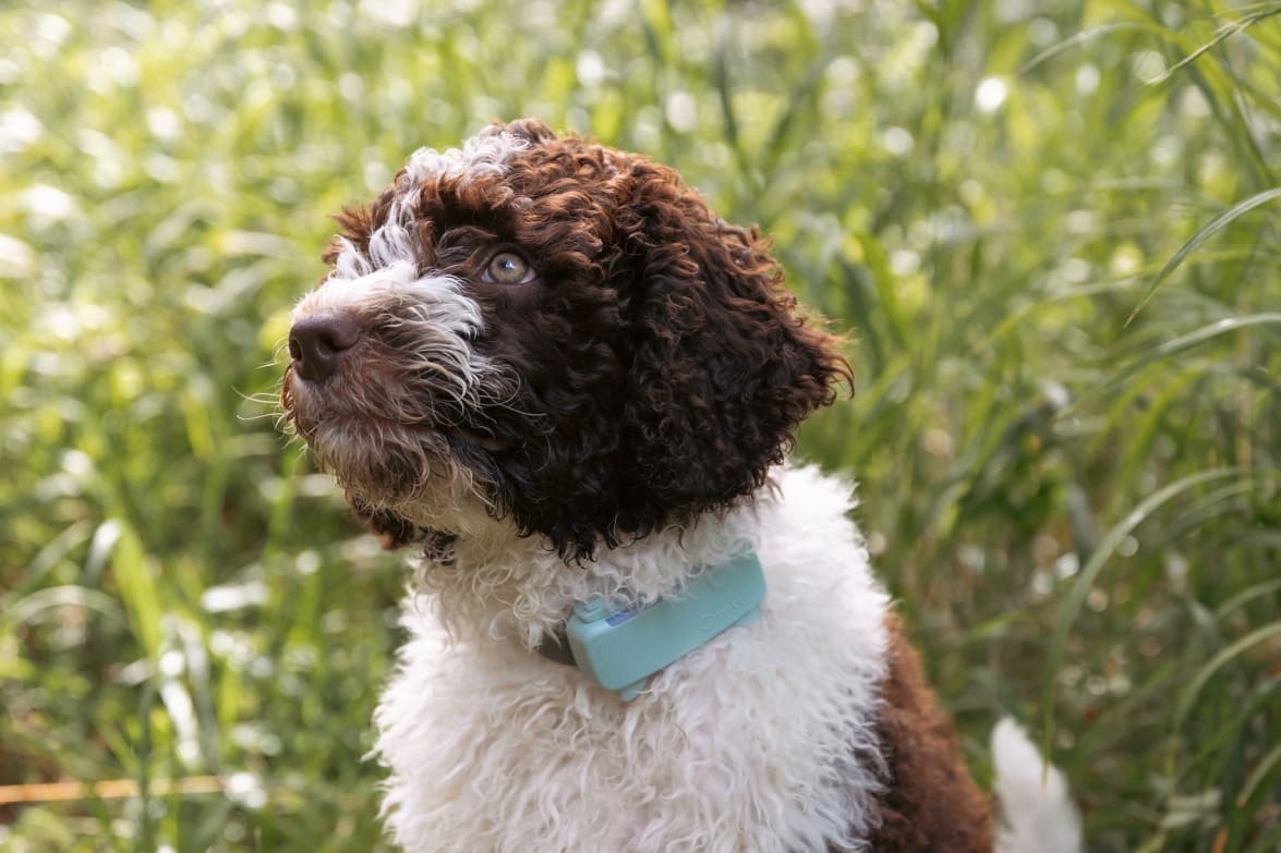 Tractive DOG 6 GPS Tracker 2.8x1.1x0.7in Black
